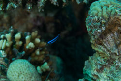 BD-121129-Aqaba-7723-Larabicus-quadrilineatus-(Rüppell.-1835)-[Fourline-wrasse].jpg